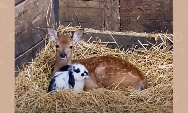 Zartliche Freundschaft. Quelle: Screenshot YouTube