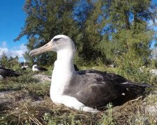 Es ist nie zu spät: Der älteste in freier Wildbahn lebende weiblicher Vögel wird wieder Mutter