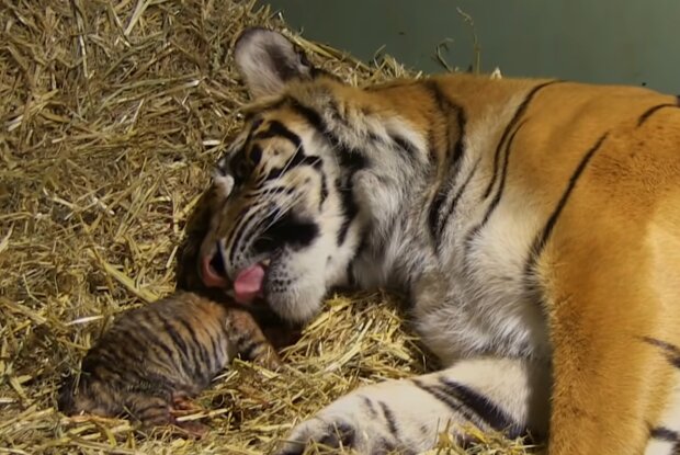 Geburt eines Tigerjungen. Quelle: YouTube Screenshot