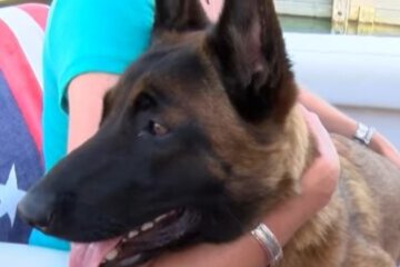 Mehr als Treue: der Hund schwamm sechs Meilen und lief 12 km, um wieder mit seiner Familie vereint zu sein