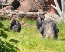 Schimpanse. Quelle: Youtube Screenshot