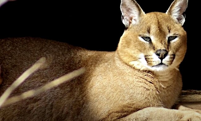 Karakal. Quelle: Screenshot YouTube