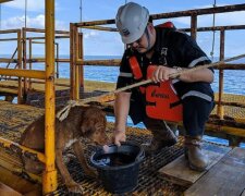 Der Hund war 220 Kilometer vom Ufer entfernt: Mitarbeiter eines Erdölbohrturms entdeckten das Tier rechtzeitig