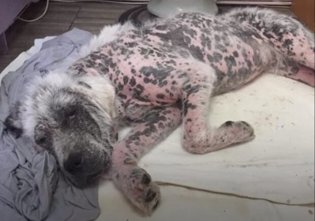 Die Freiwilligen kamen, um einen streunenden Hund zu retten, aber er wollte seinen Freund nicht verlassen
