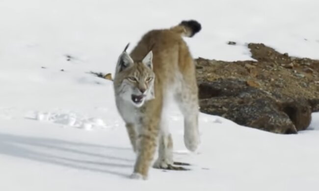 Luchs. Quelle: Screenshot YouTube