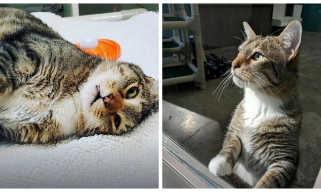 Katze. Quelle: Screenshot YouTube