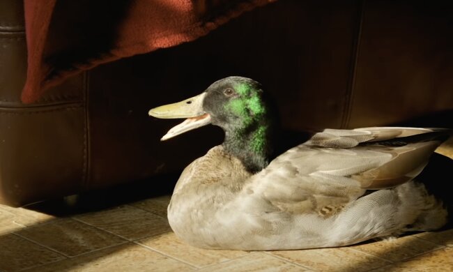 Lorenz. Quellle: Screenshot YouTube