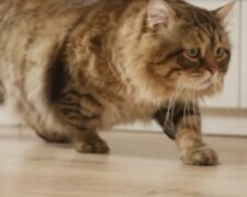 Kater. Quelle: Screenshot YouTube