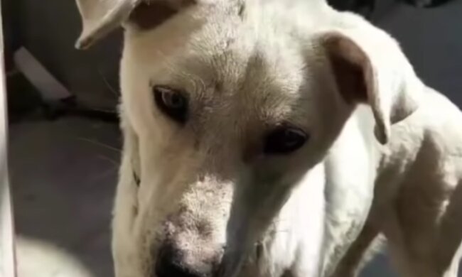 Der Hund ließ den Bräutigam nicht in das Zimmer der Braut: Er wollte seine Besitzerin nicht mit jemandem teilen