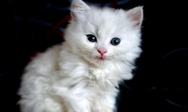 Einzigartiges Haustier. Quelle: Screenshot YouTube