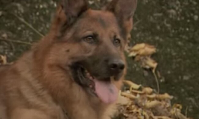 Ein unbekannter Schäferhund rettete auf wundersame Weise eine Frau, die Hilfe brauchte