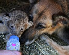 Ein Schäferhund ersetzte Mutter für die verlassenen Löwenbabys