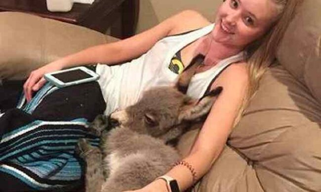 Eine freundliche junge Frau nahm einen verlassenen kleinen Esel auf: Jetzt hat sie einen treuen Freund