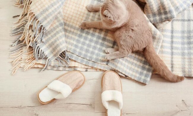 Statt "Danke": die gerettete Katze bringt jeden Morgen Hausschuhe zur Besitzerin