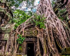 Banyan-Bäume in Angkor Var