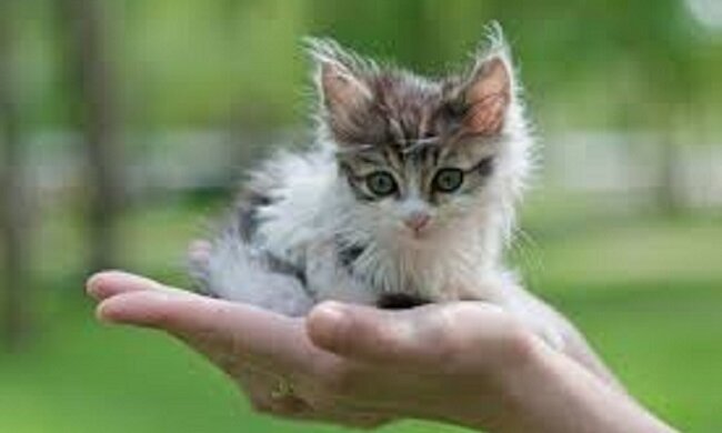 Als eine junge Frau ein Straßenkätzchen nach Hause trug, hörte sie hinter sich Schritte