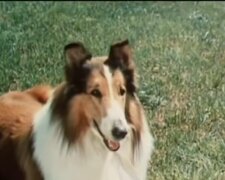 Lassie. Quelle: Youtube Screenshot