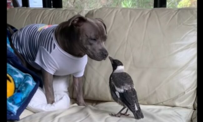 Bewundernswerte Freundschaft. Quelle: Screenshot YouTube