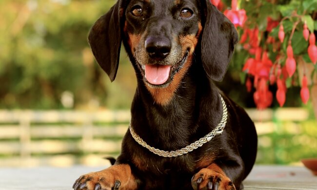 Dackel. Quelle: Screenshot YouTubea