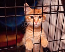 Hunderte Tiere gerettet: Die Polizei kam einem Katzenheim zu Hilfe
