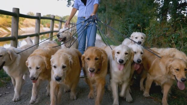Hunde. Quelle: Youtube Screenshot