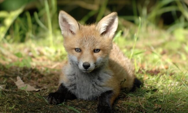 Klein Fuchs. Quelle: Screenshot YouTube