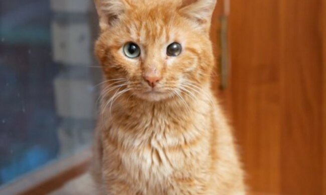 Die einäugige Katze Pirat lief und schaute aus den Fenstern, in der Hoffnung, ein Zuhause zu finden