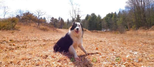 Border Collie. Quelle: Youtube Screenshot