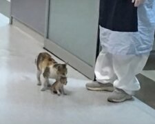 Eine streunende Katze brachte ein Kätzchen ins Krankenhaus, damit die Ärzte ihm helfen konnten