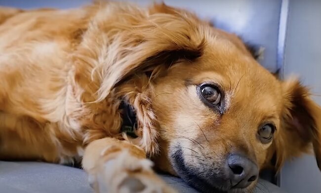 Netter Hund. Quelle: Screenshot YouTube