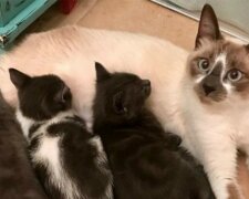 Die echte Mama: wie Katze Emma sich um ihre Babys kümmerte, ohne einen Schritt von ihnen wegzugehen