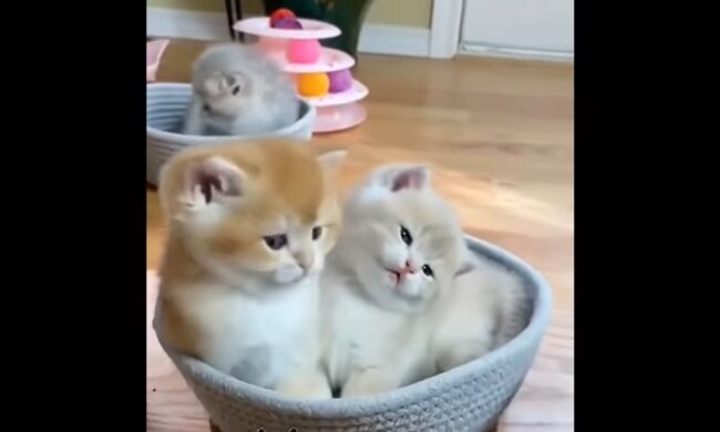 Babykatzen. Quelle: Youtube Screenshot