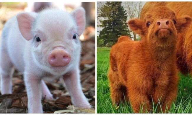 Ferkel und Kalb. Quelle. Screenshot