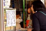 Der Hund arbeitet als Kassierer. Quelle: Youtube Screenshot