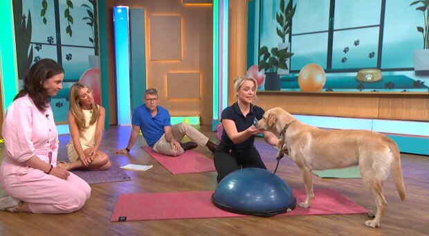 Hunde im Yoga-Studio verboten. Quelle: Youtube Screenshot