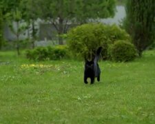 Ein unwillkommener Gast im Garten. Quelle: Screenshot YouTube