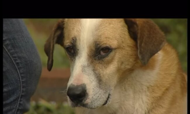Alle gingen an dem am Boden liegenden Mann vorbei: Und nur der Hund versuchte, seinen Besitzer zu retten