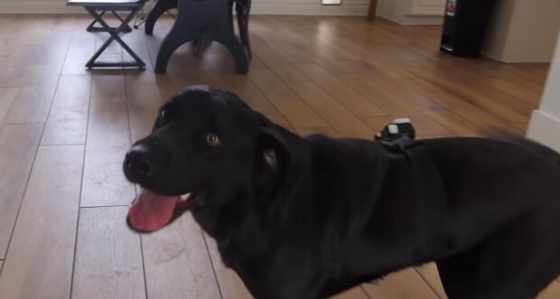 Ein Labrador allein zu Hause. Quelle: YouTube Screenshot