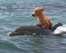 Freundschaft kennt keine Grenzen: Der Hund und der Delphin wurden beste Freunde