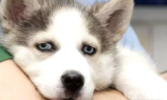 Liebe rettet die Welt: Eine Familie nahm einen Hund mit Pfotenproblemen auf und heilte ihn