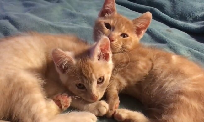 Katzen als sie jung waren. Quelle: YouTube Screenshot