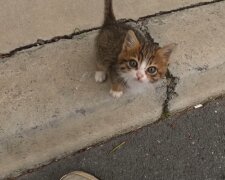 Ein streunendes Kätzchen. Quelle: Youtube Screenshot