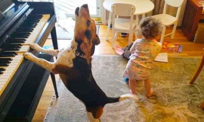 Ein richtiges Konzert: Der Hund spielte Musik und sang, und das kleine Mädchen tanzte