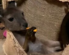 Kleines Känguru lebt mit Menschen und benimmt sich manchmal wie ein Hund