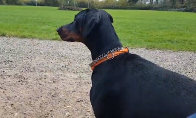 Deutsche Dogge. Quelle: Screenshot YouTube