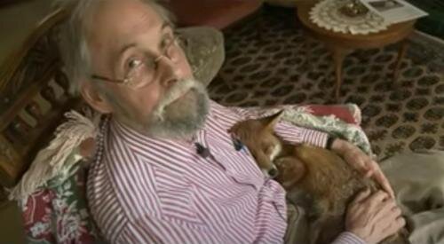 Ein Rentner nimmt einen schwachen Fuchs auf: Sein neuer pelziger Freund spielt mit ihm Ball und schläft in seinen Armen
