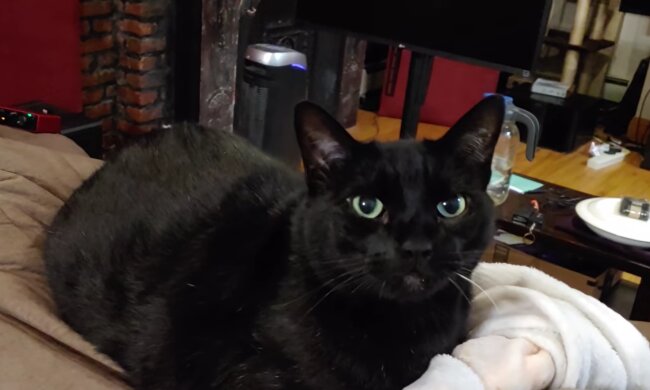 Schwacher Kater bekam eine Decke geschenkt: Nach 10 Monaten will er sich immer noch nicht von ihr trennen