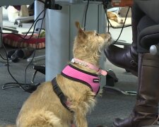 „Seit der Hund da ist, ist es vorbei mit der Ruhe“. Quelle: Youtube Screenshot