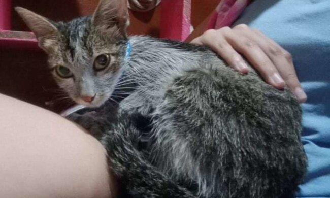 Ein Mädchen fand eine streunende Katze in der Nähe von Mülltonnen: Wie sieht das Tier aus, das liebevolle Besitzer gefunden hat
