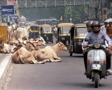 Heilige Landstreicher: Wie obdachlose Kühe in Indien zum Problem wurden